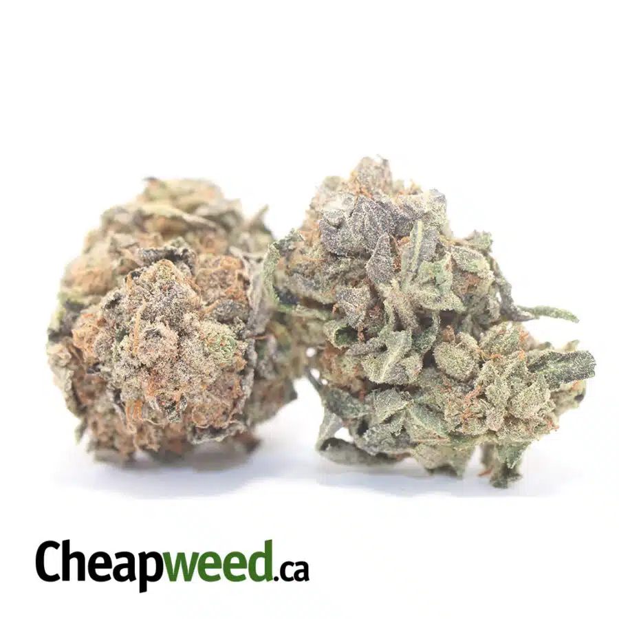 Alternative view of Purple Cosmo - *Deal Of The Day*