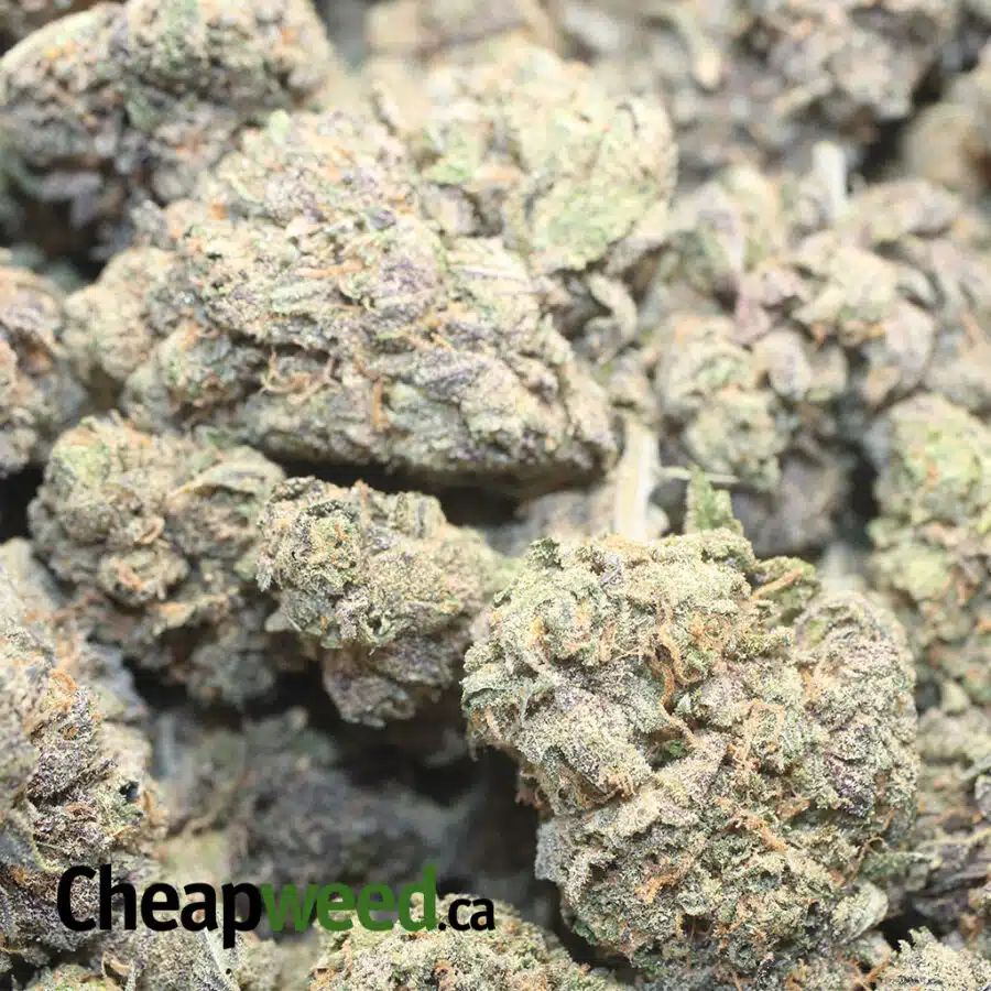 PURPLE GRAPEFRUIT 1 I Purple Grapefruit