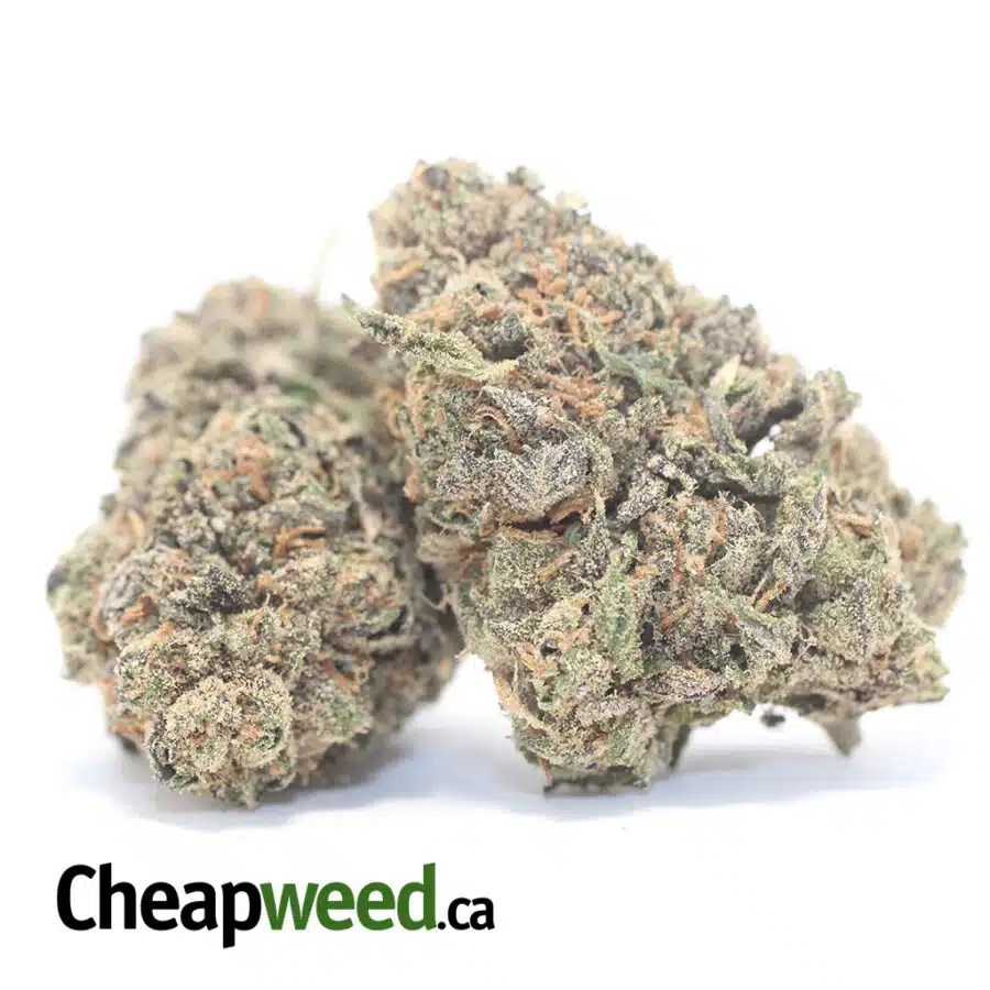 PURPLE GRAPEFRUIT 3 I Purple Grapefruit