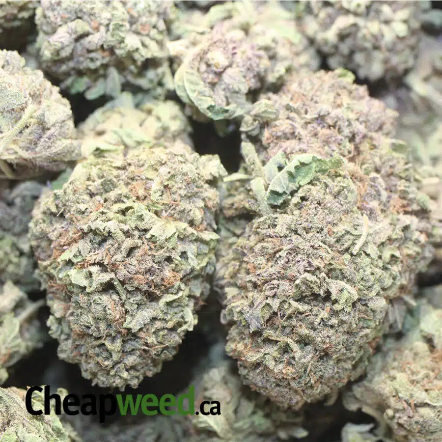 PURPLE MAMBA AAA 1 I Purple Mamba AAA
