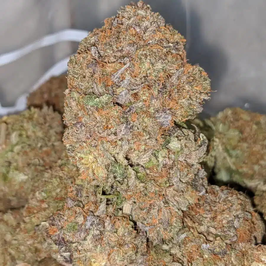 PURPLE SKUNK 2 I Purple Funk