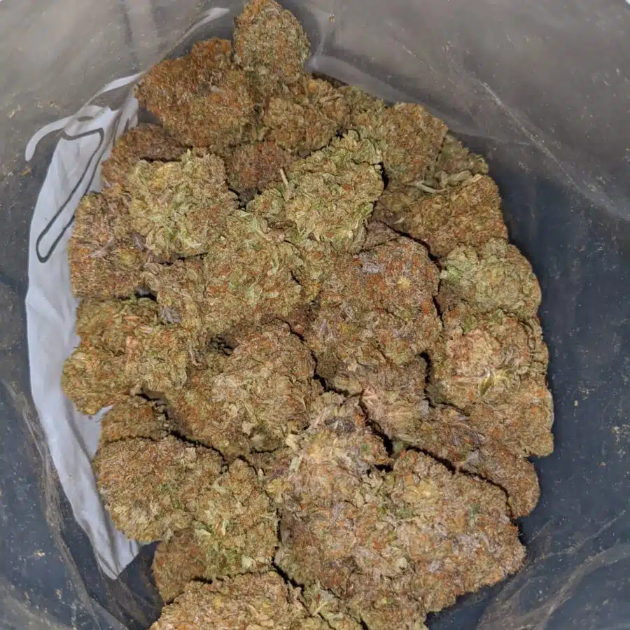 PURPLE SKUNK 4 I Purple Funk