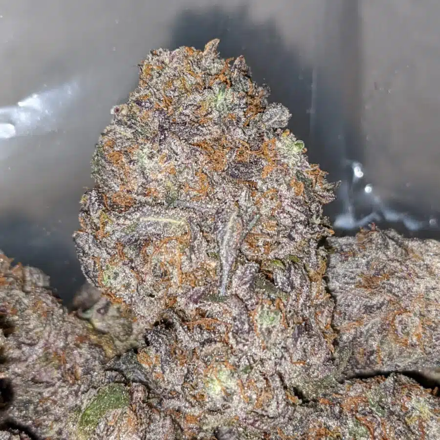 Alternative view of Purple Space Queen