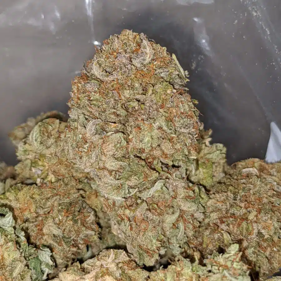 Alternative view of Yoda OG 2018