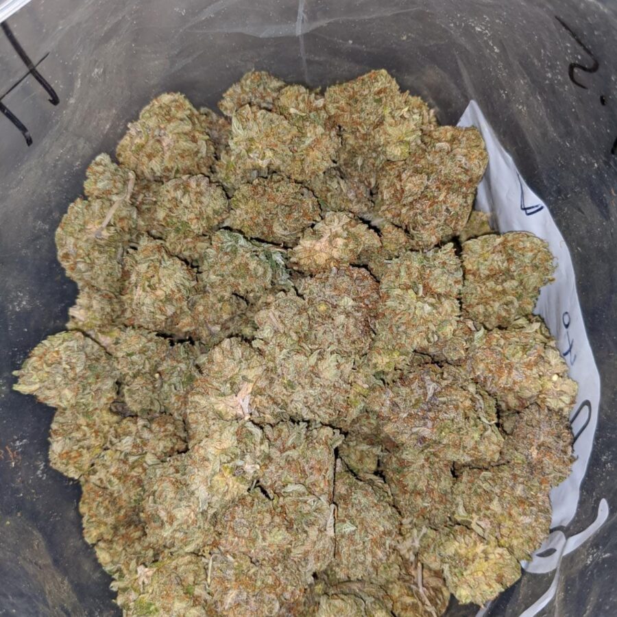 Yoda OG 2018 - Image 5