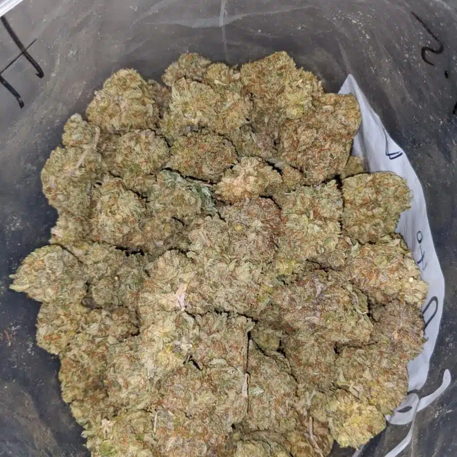 SUGAR SHACK 3 I Yoda OG 2018