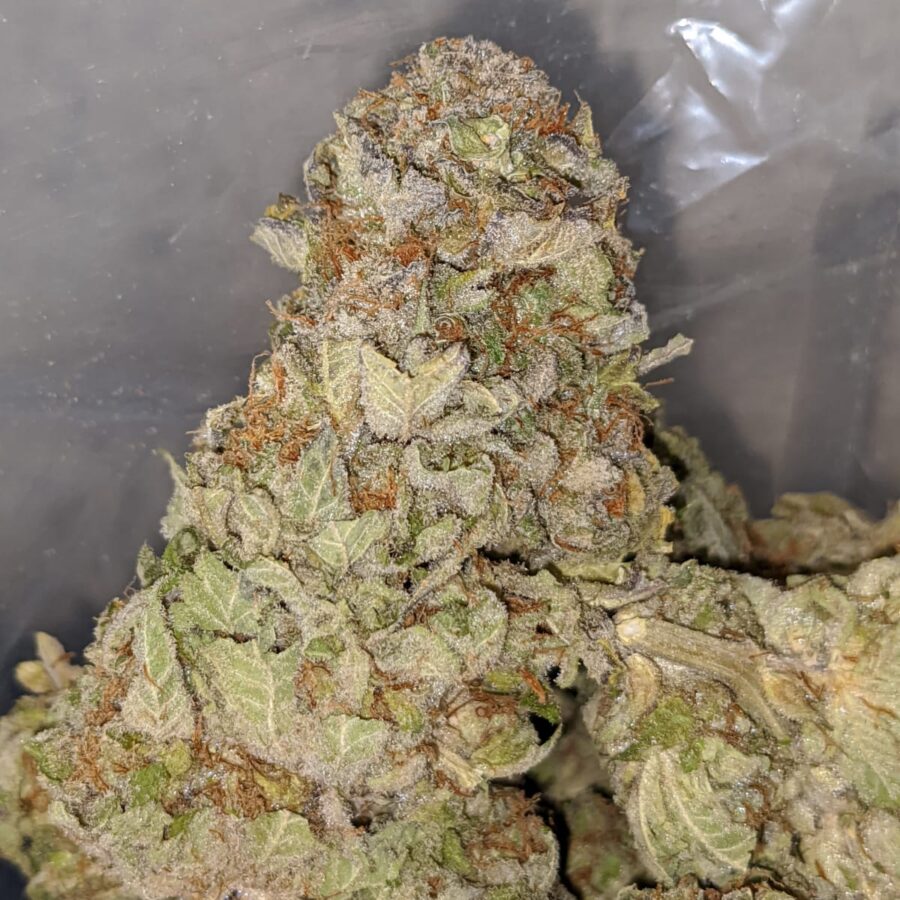 SUPER PINK 2 I Raspberry Bubblegum