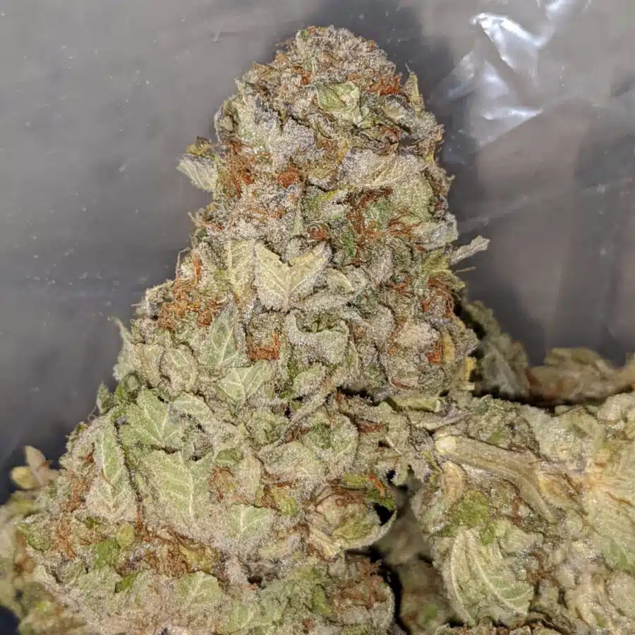SUPER PINK 2 I Raspberry Bubblegum