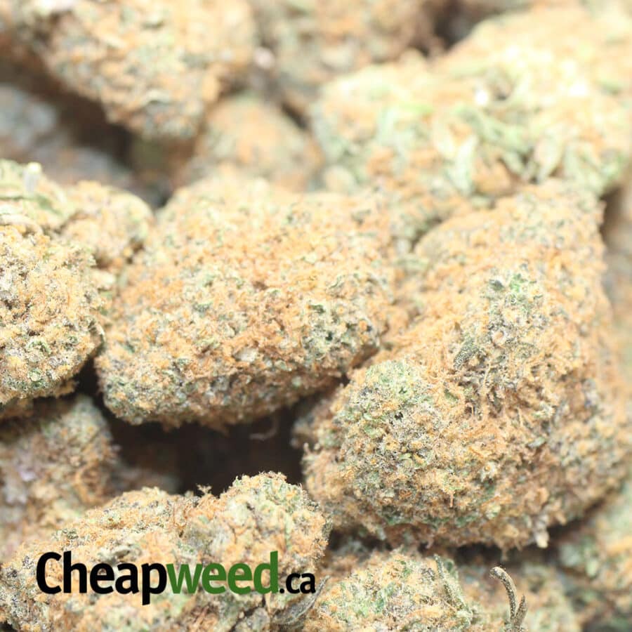 SWEET DUTCH 1 I Sweet Dutch