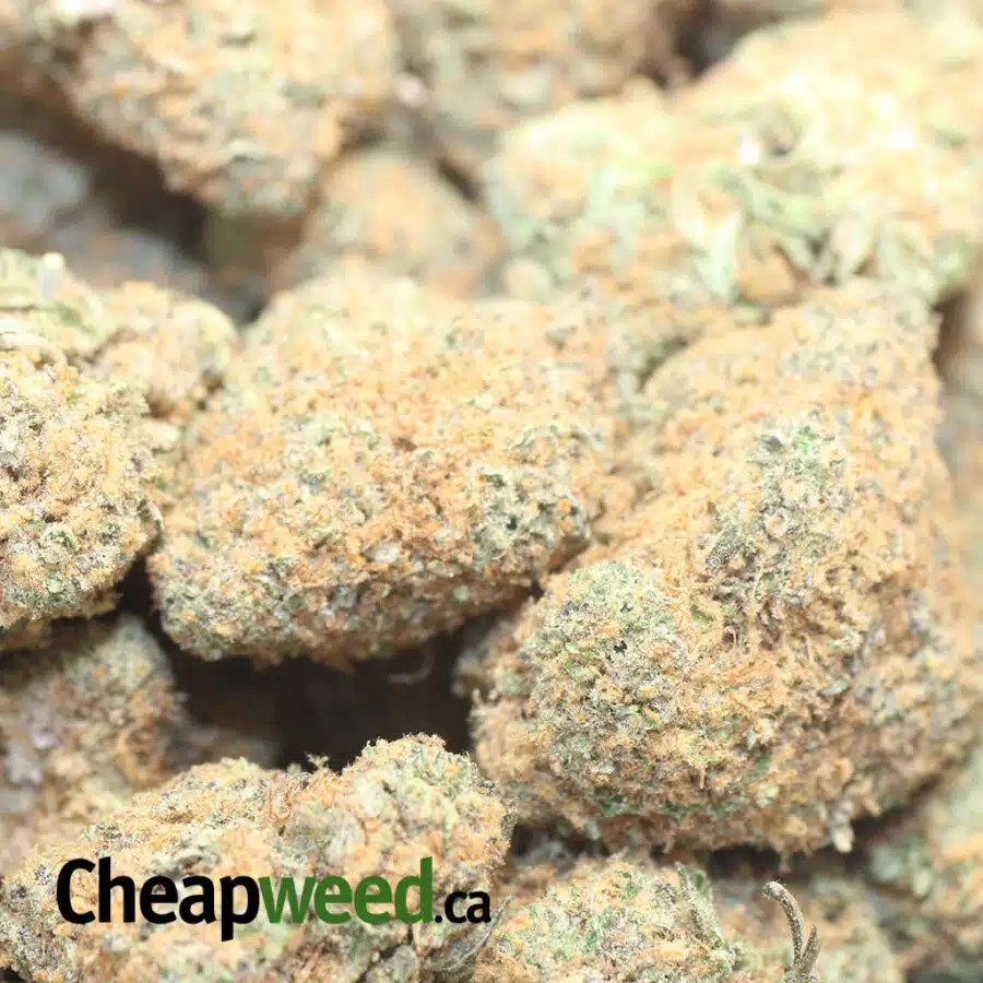 SWEET DUTCH 1 I Sweet Dutch