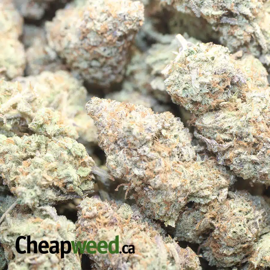 SWEET TOOTH 2 I Sweet Tooth #2
