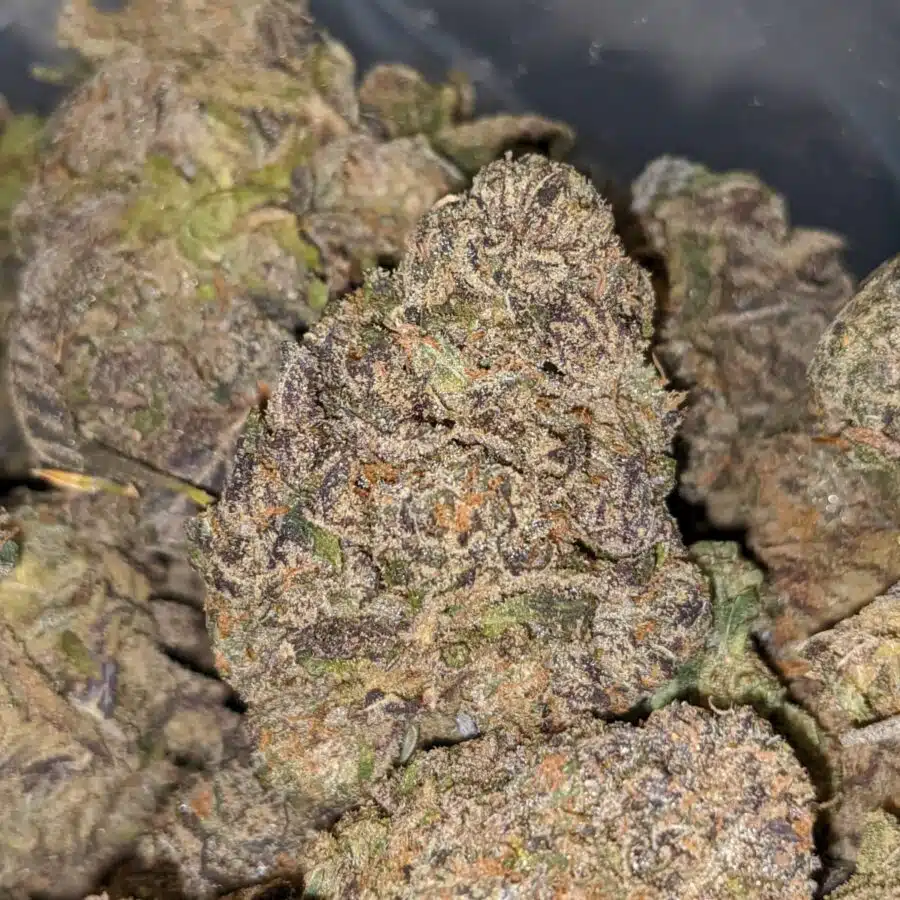 TROPICANA PUNCH 1 I Blueberry - *Deal Of The Day*