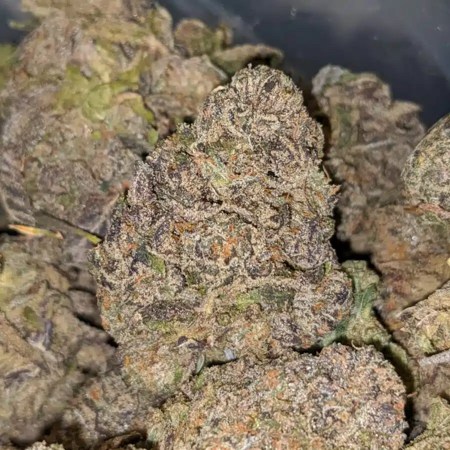 TROPICANA PUNCH 2 I Blueberry - *Deal Of The Day*