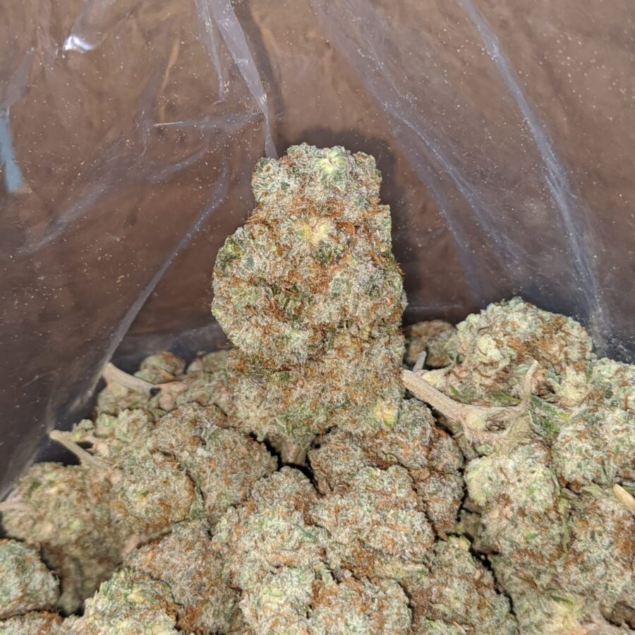 White Russian 3 I White Russian