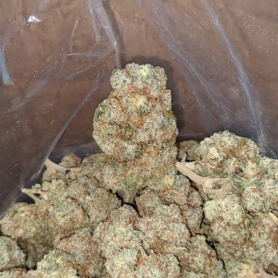 White Russian 3 I White Russian