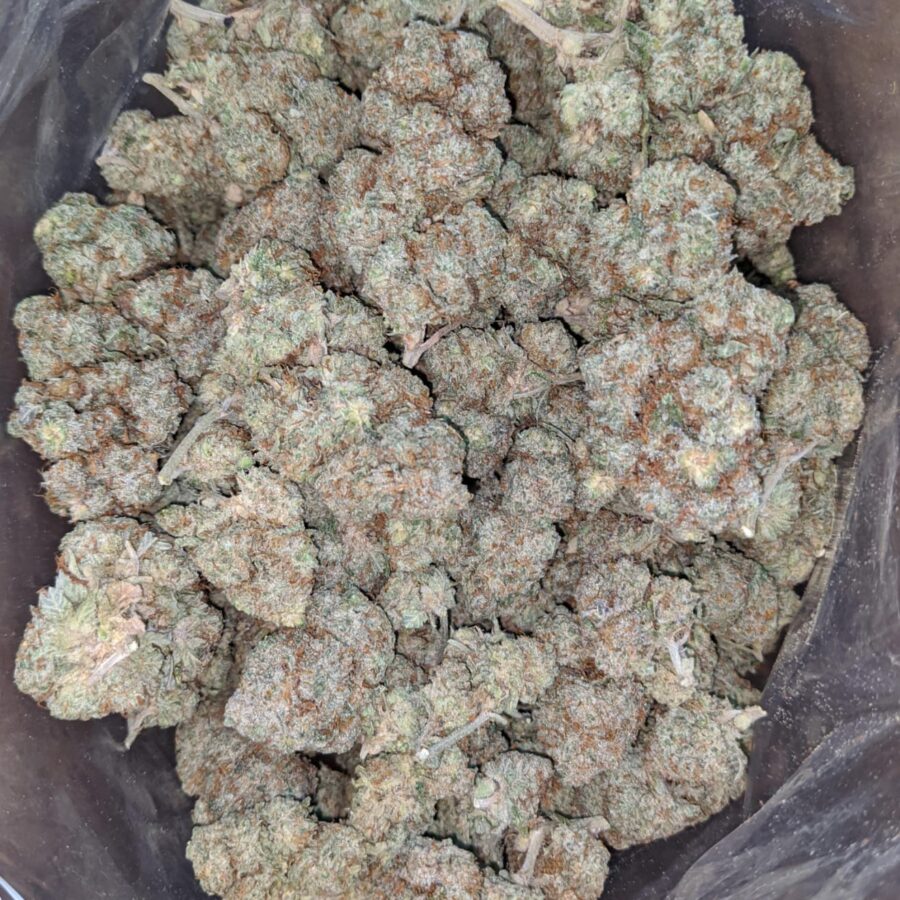 White Russian 4 I White Russian