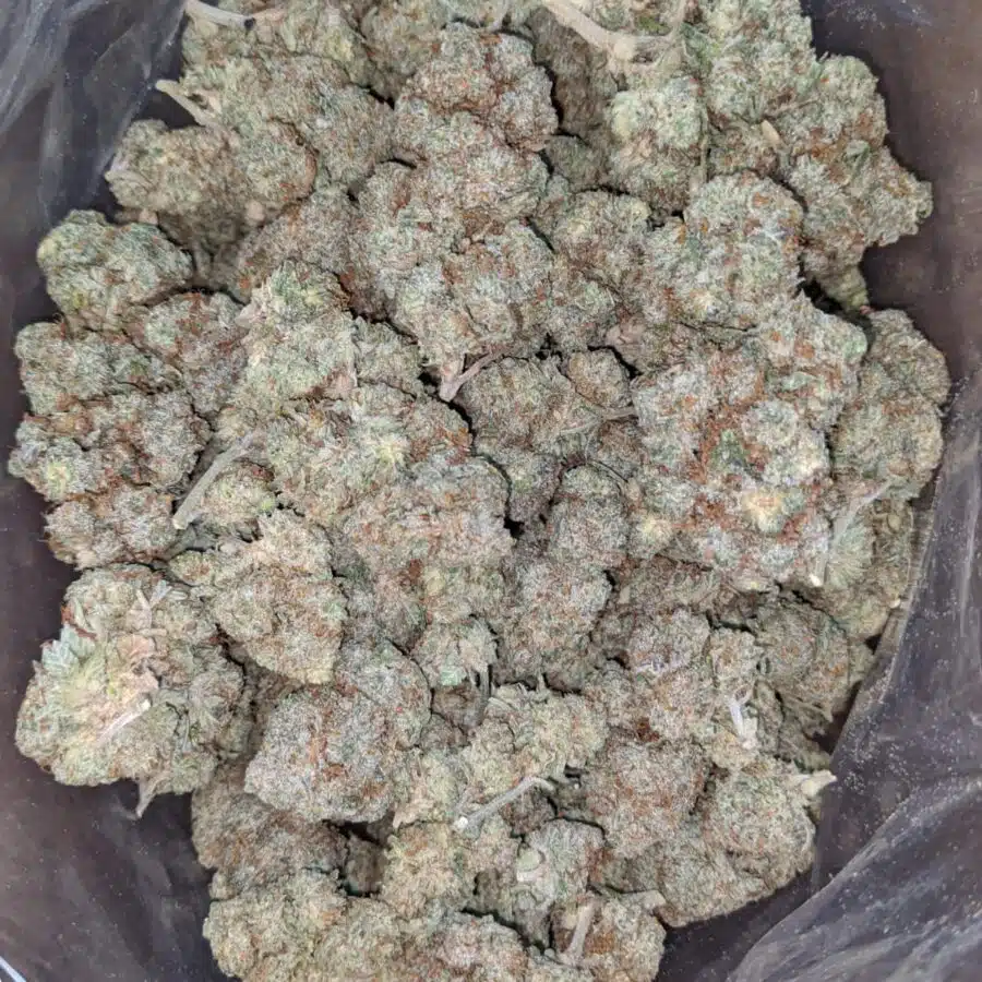 White Russian 4 I White Russian