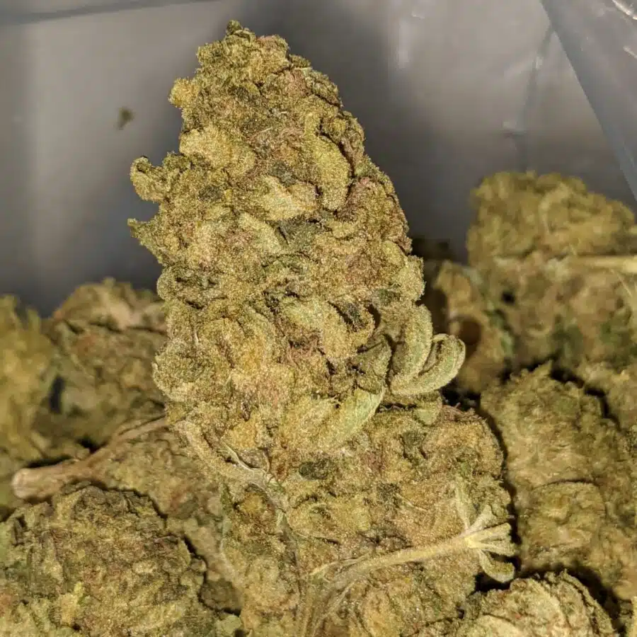 aa sour widow 1 I $25 oz - Sour Widow