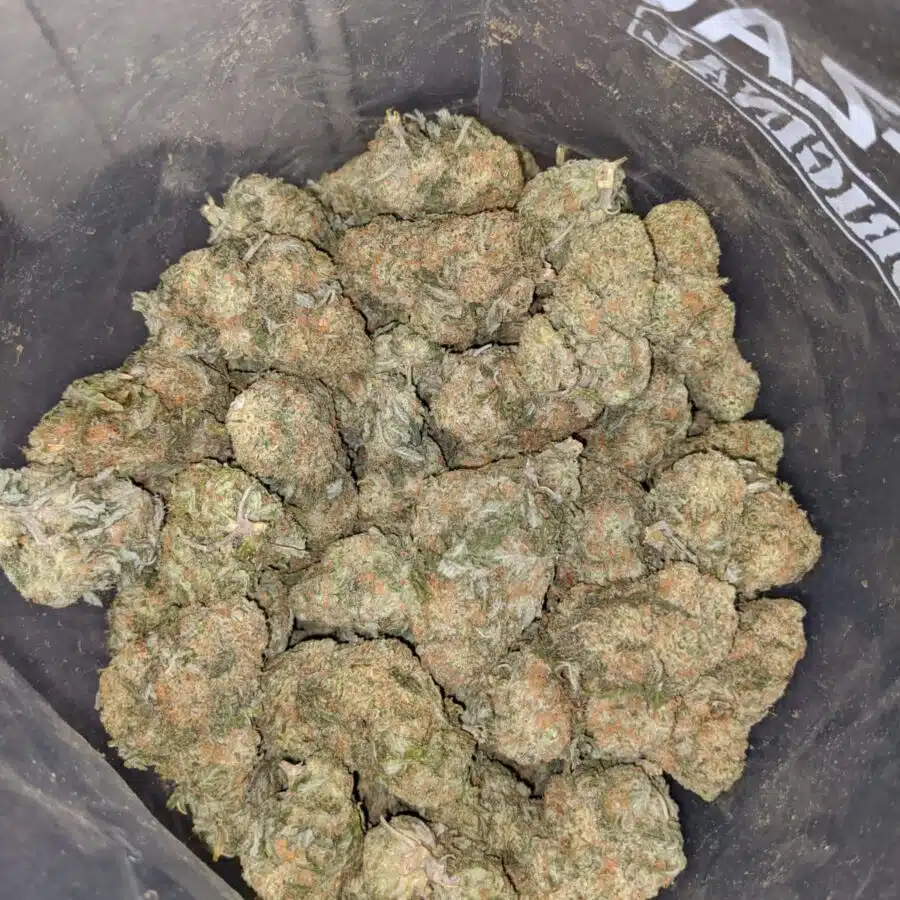 alien cookie dough 3 I Meet The Cookies