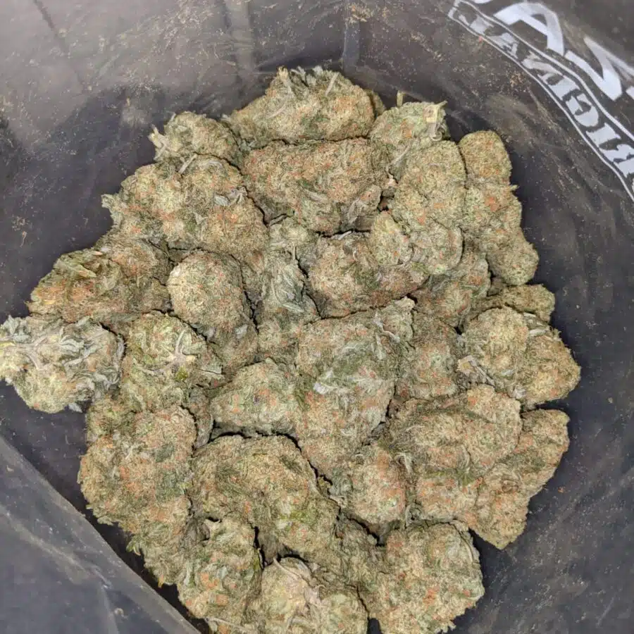 alien cookie dough 4 I Meet The Cookies