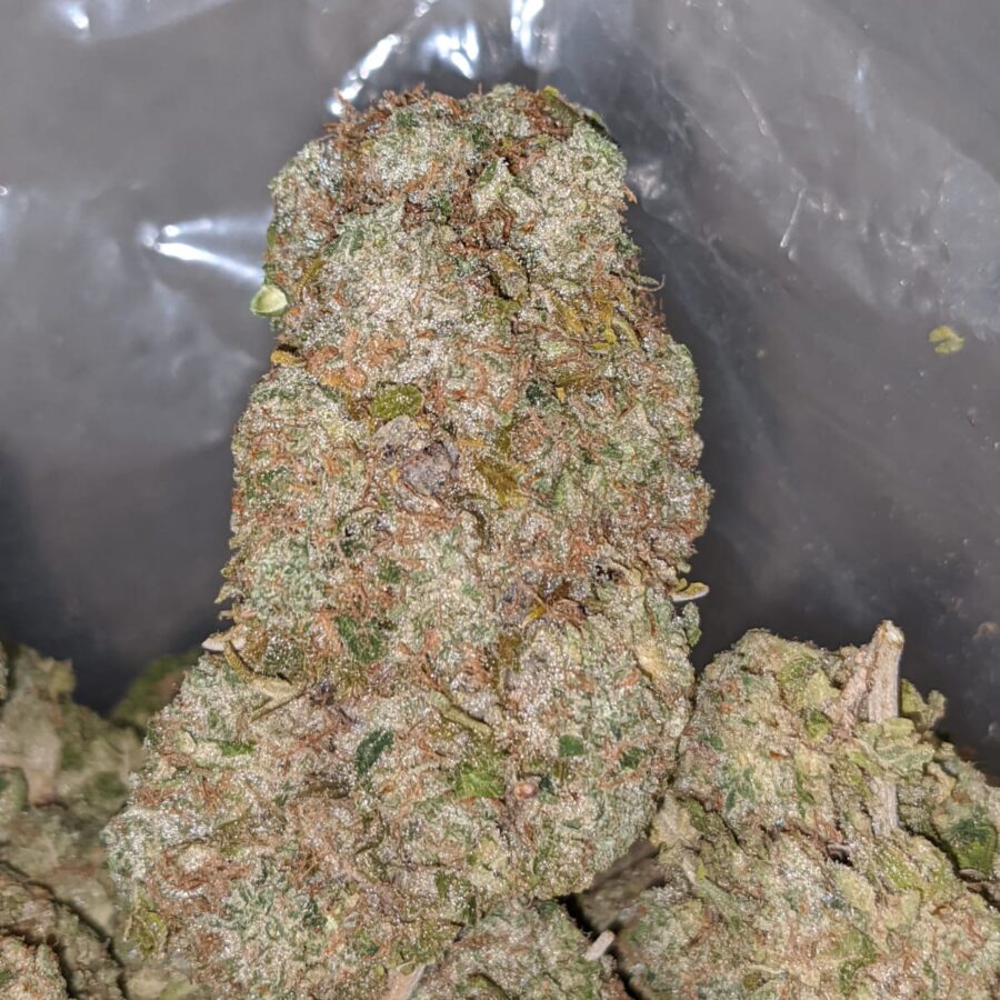 Ambrosia - Image 6