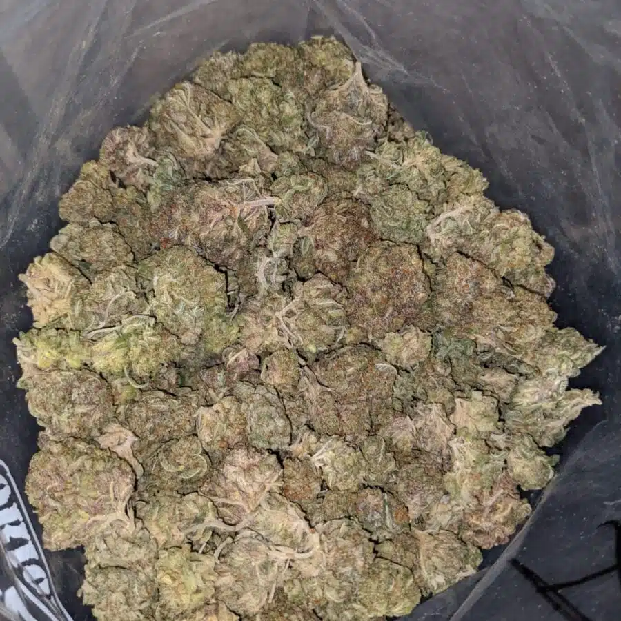 bubba pink 3 I Bubba Pink