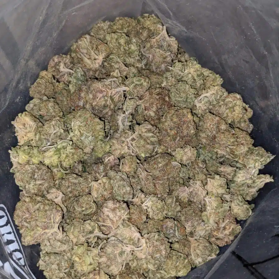 bubba pink 4 I Bubba Pink