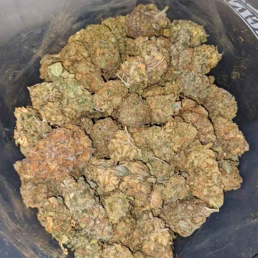 cheap banana punch 3 I Cheap Banana Punch
