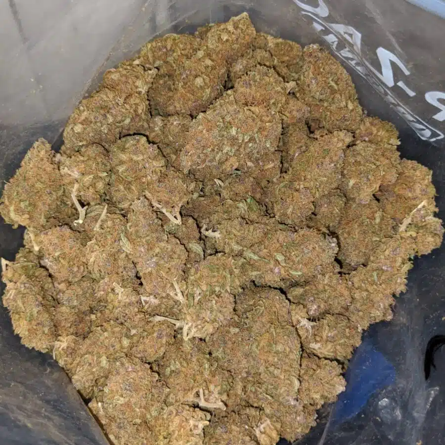 cheapweed hybrid aa 4 I Cheapweed Hybrid AA+