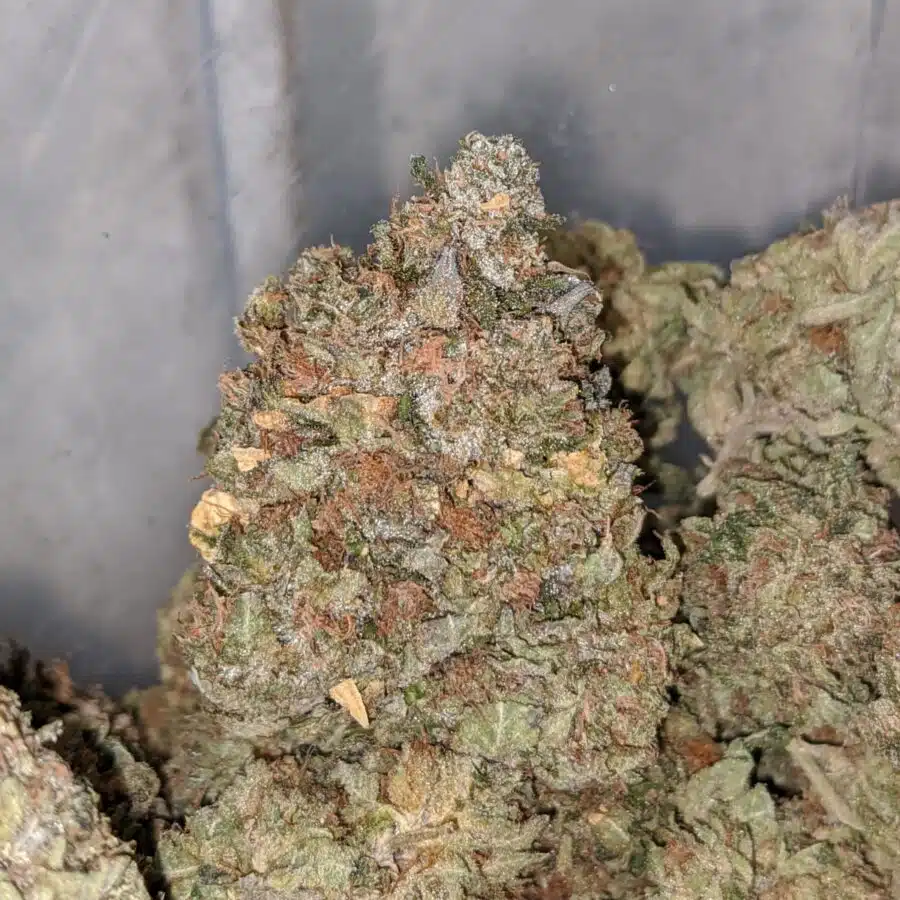 chocolope kush 1 I Tony's Pine Tar