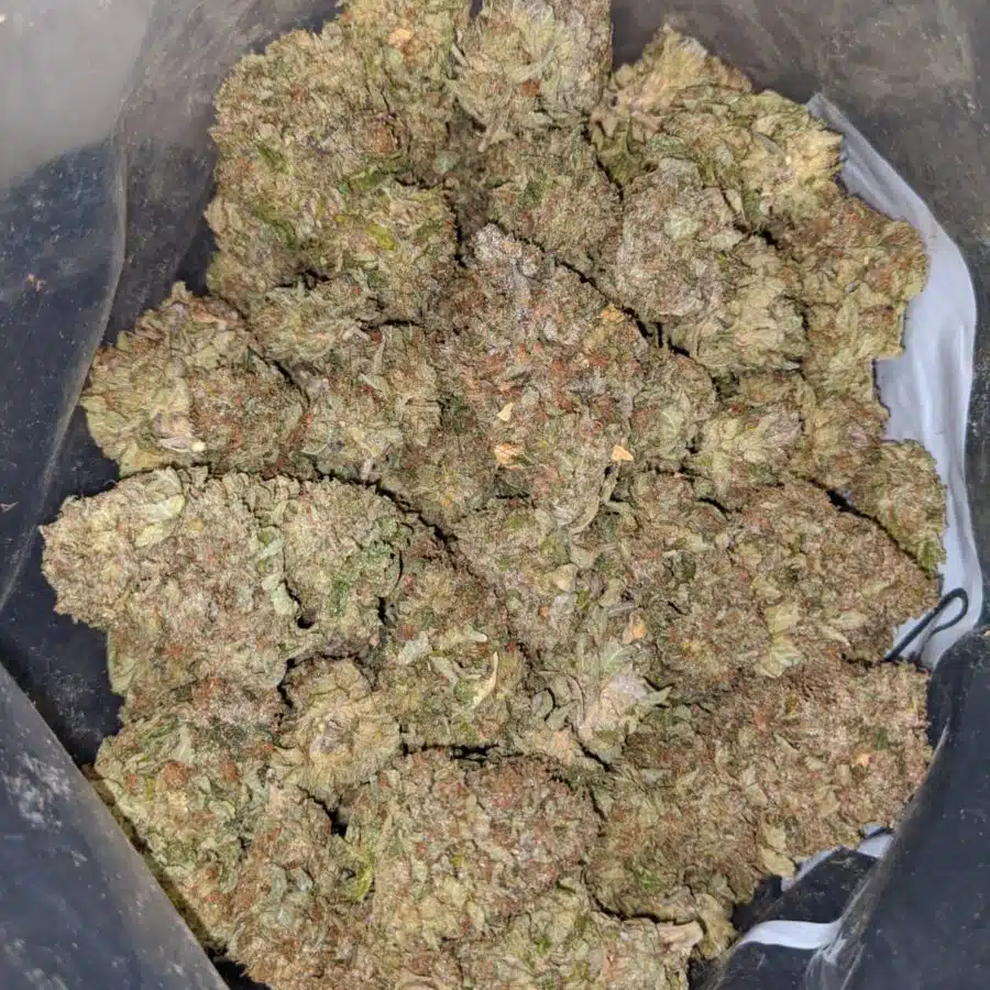 chocolope kush 3 I Tony's Pine Tar