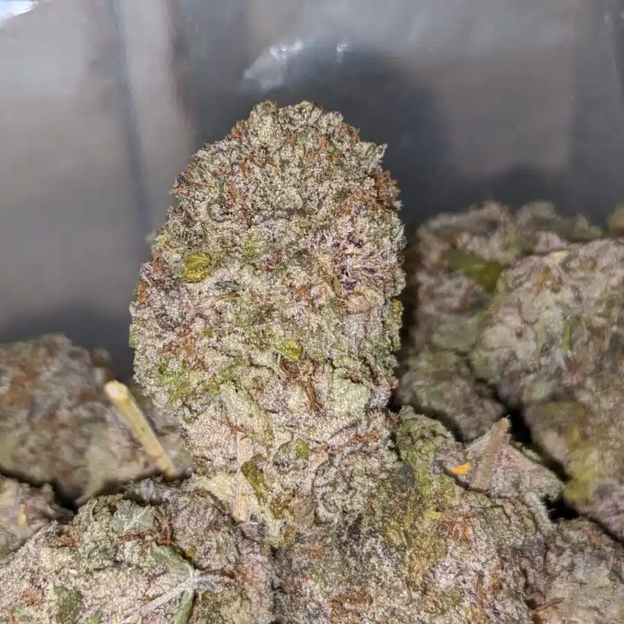 durban poison fire 1 I Durban Poison - Deal of the Day