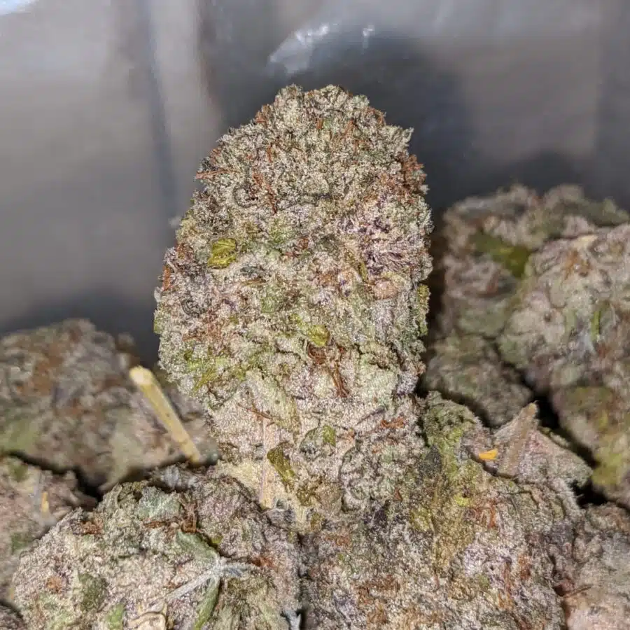 durban poison fire 2 I Durban Poison - Deal of the Day