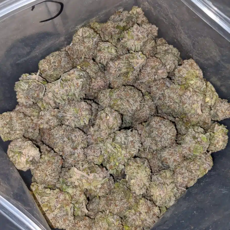durban poison fire 4 I Durban Poison - Deal of the Day