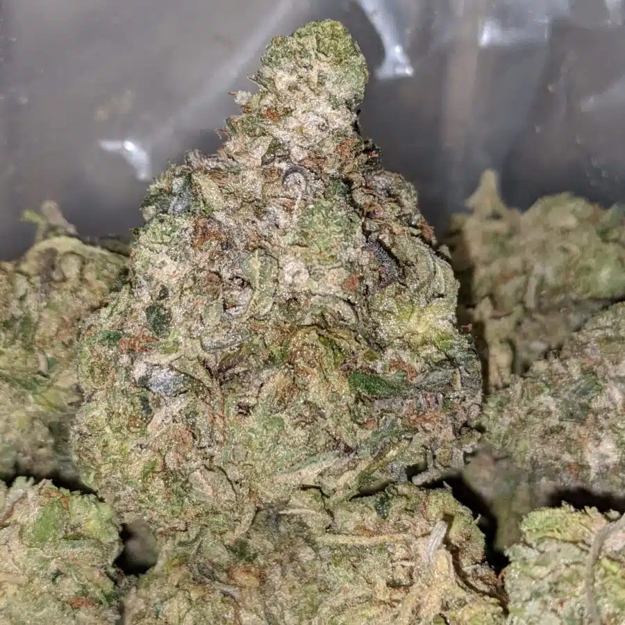 emmas chemdawg 1 I Emma's Chemdawg