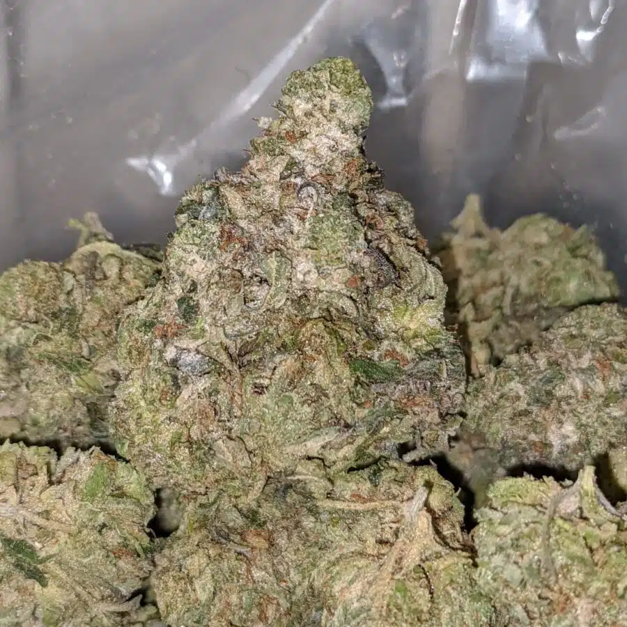 emmas chemdawg 2 I Emma's Chemdawg