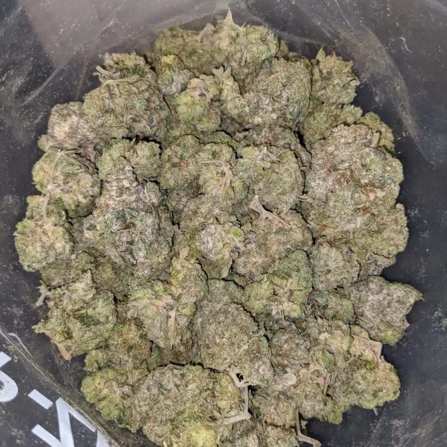emmas chemdawg 3 I Emma's Chemdawg