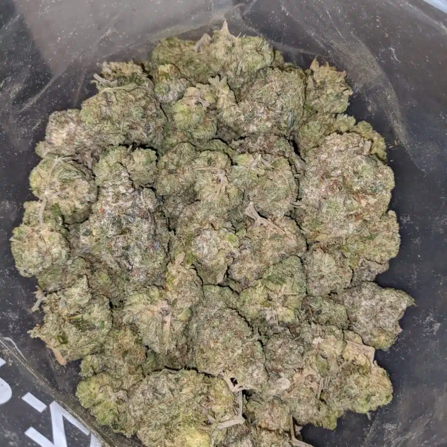 emmas chemdawg 4 I Emma's Chemdawg