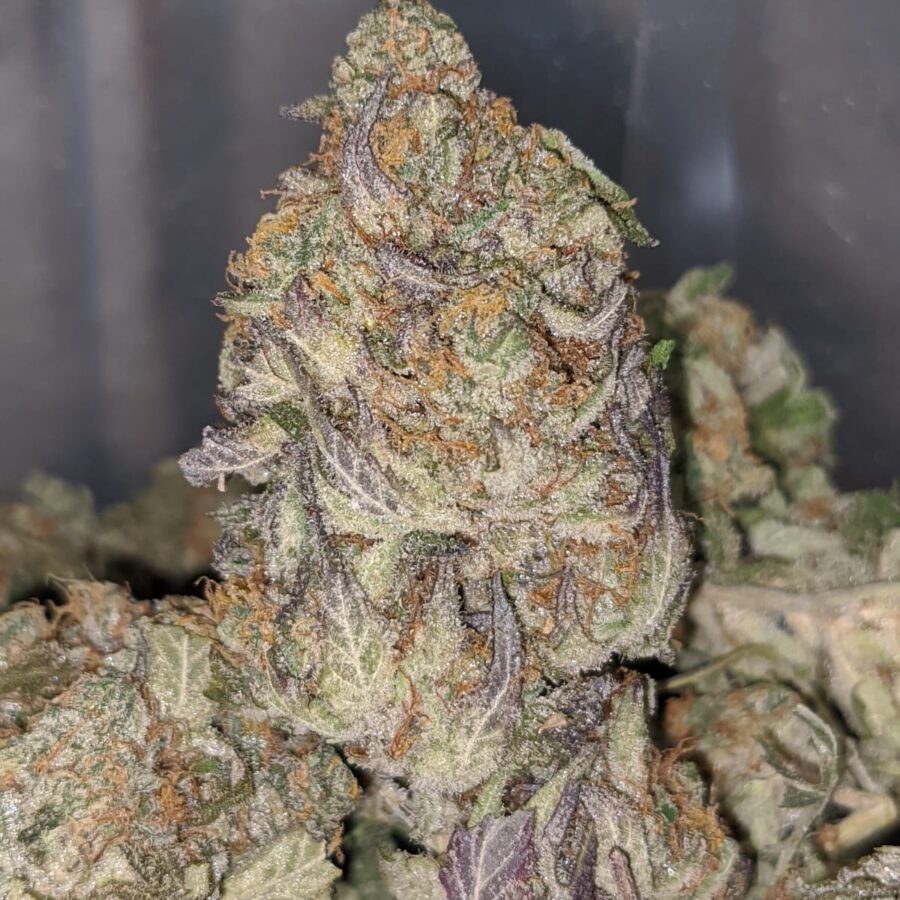 ew 1 I Ice Blue Kush