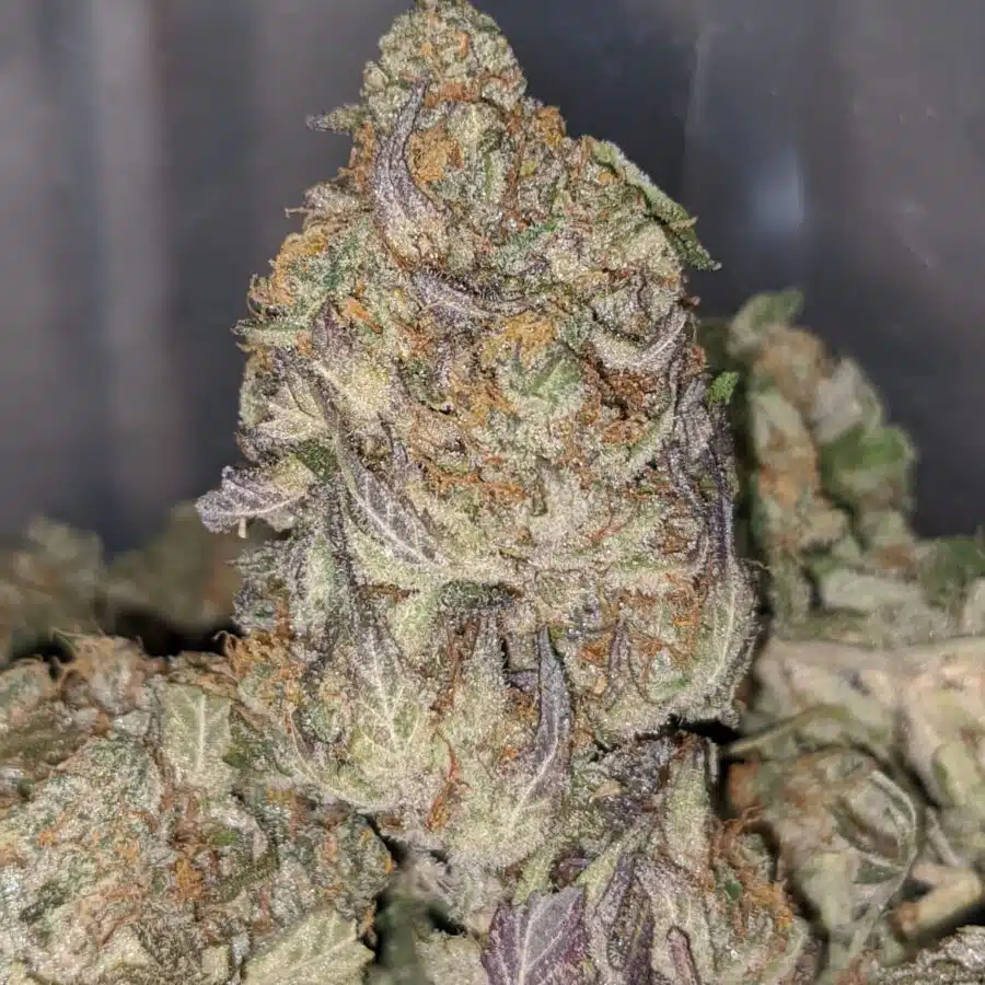 Alternative view of Ice Blue Kush