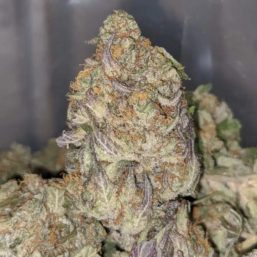 ew 2 I Ice Blue Kush