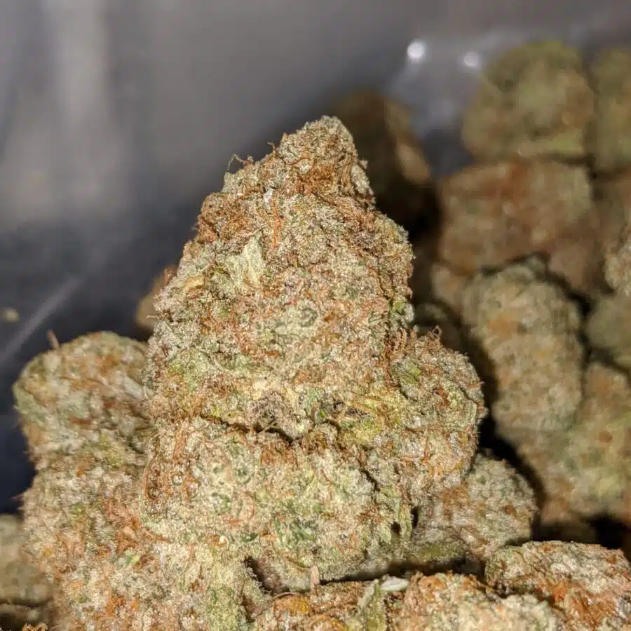 girl scout cookies 1 I Girl Scout Cookies