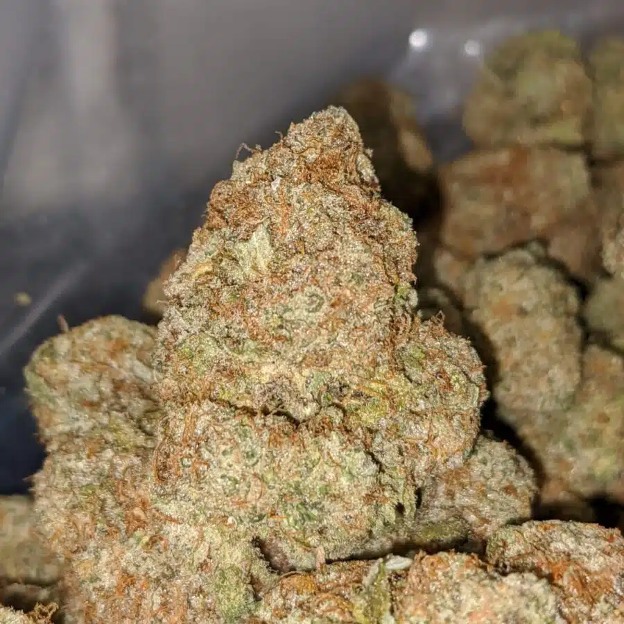 girl scout cookies 2 I Girl Scout Cookies