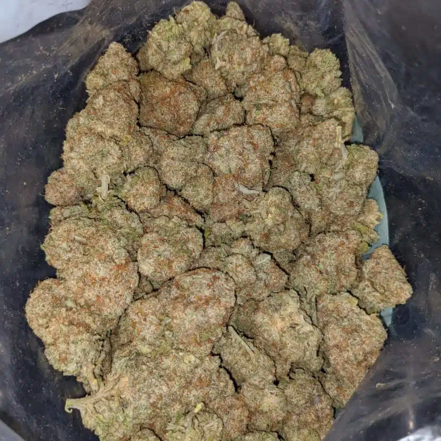 girl scout cookies 3 I Girl Scout Cookies