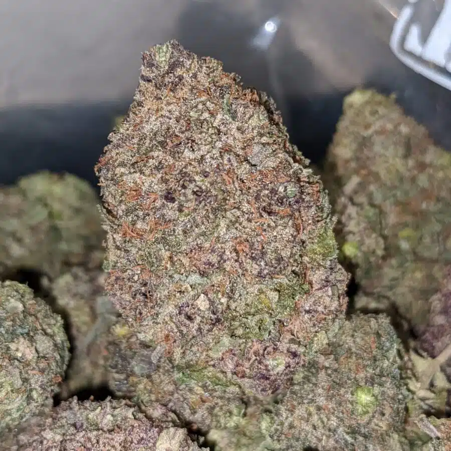 greenfarms durban poison 1 I Greenfarm's Durban Poison