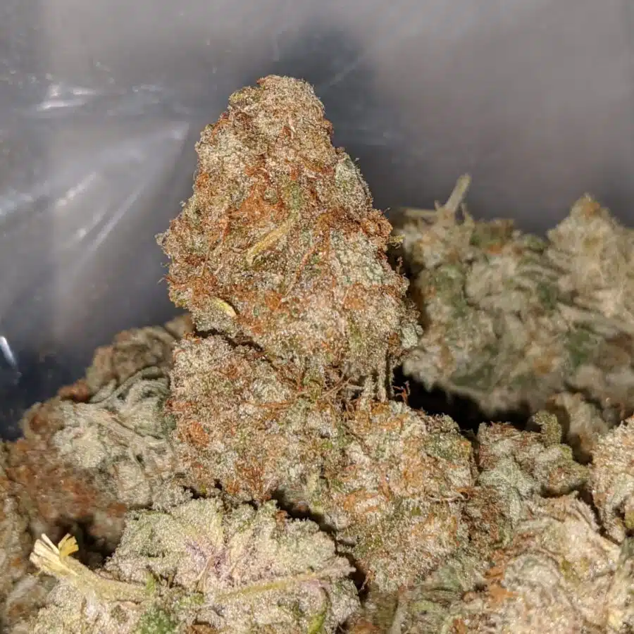 island sweet skunk dod 1 I Island Sweet Skunk - *Deal Of The Day*