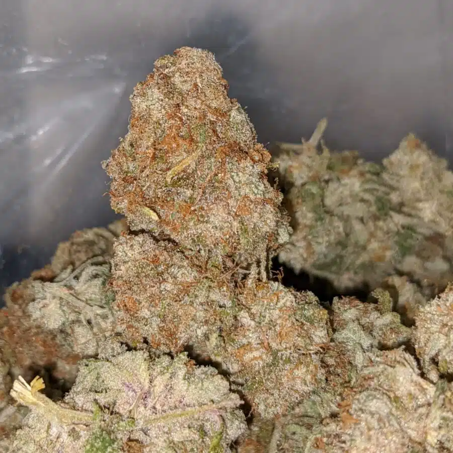 island sweet skunk dod 2 I Island Sweet Skunk - *Deal Of The Day*