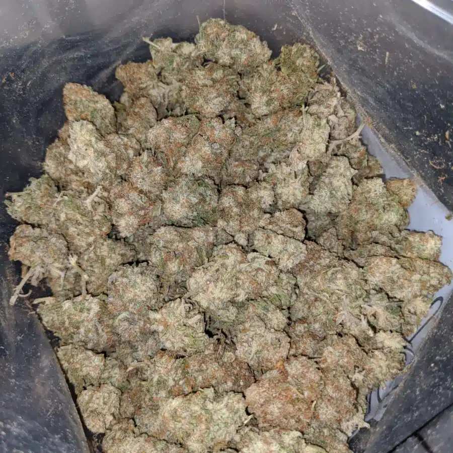 island sweet skunk dod 3 I Island Sweet Skunk - *Deal Of The Day*