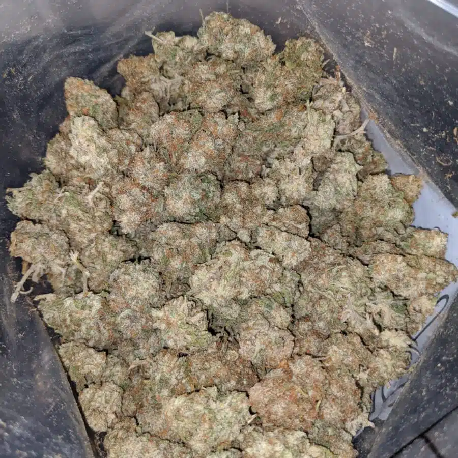island sweet skunk dod 4 I Island Sweet Skunk - *Deal Of The Day*