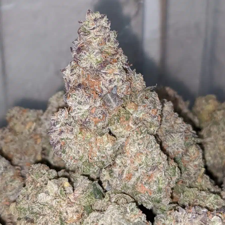 kush mintz dod 1 1 I Kush Mintz - *Deal Of The Day